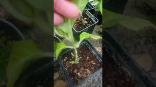 видео: 28 октября 2025 г. картинка: 28 октября 2025 г.