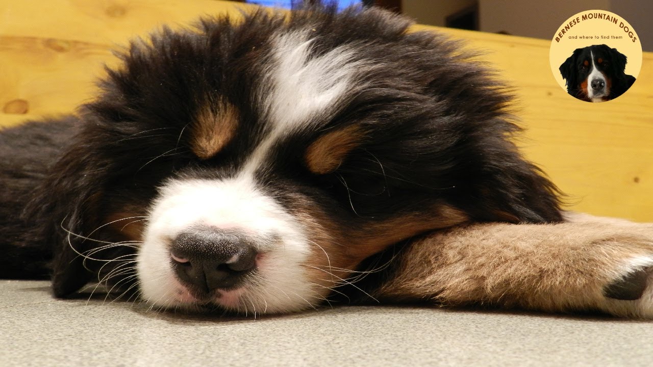9 BERNESE MOUNTAIN DOG PUPPIES FREE IN THE HOUSE! Masha's puppies