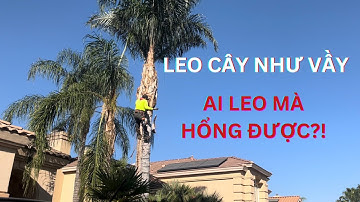 CUỘC SỐNG Ở MỸ. CẮT TỈA CÂY VÀ CÁI KẾT?!