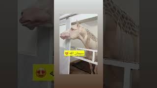 جمال الخيل ( عيون زرقاء وظفائر متناسقة )