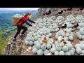 Harvesting +1000 Maleo Bird Eggs on a Treacherous Cliff to Sell, 166 Days From Egg to Survivor