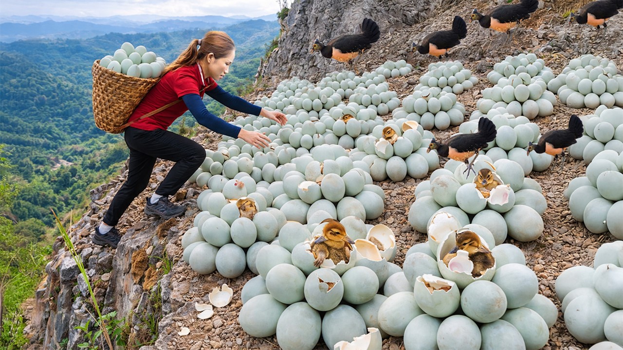 Harvesting +1000 Maleo Bird Eggs on a Treacherous Cliff to Sell, 166 Days From Egg to Survivor