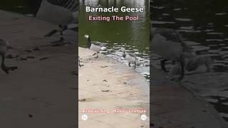 Barnacle Geese - Exiting The Pool | Cleethorpes Boating Lake, Cleethorpes, UK Wildlife #shorts