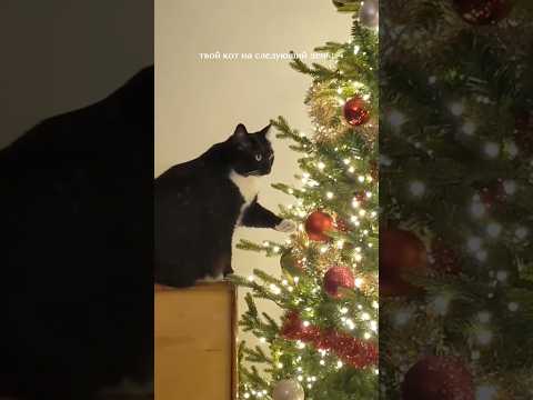 А как вы справляетесь со своими хвостатыми Гринчами? 🙃#коты #мем #шутка #прикол #юмор #новыйгод