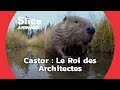 Comment les castors construisentils leur barrage  i slice animaux