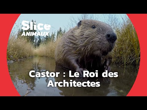 Vidéo: Pourquoi les castors ont-ils besoin de barrages ?