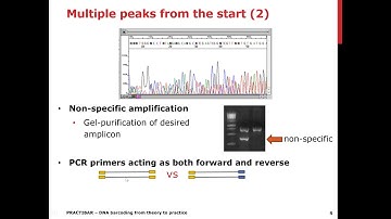 Euphresco Practibar Workshop: INFLUENCE OF PCR ON SEQUENCING