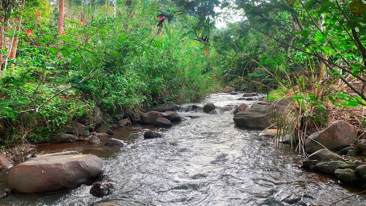 Unwind & Sleep Instantly with Peaceful Water Flow and Soothing River Sounds Along a Forest Creek