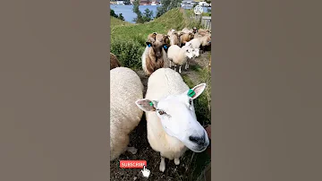 Sheep Sound صوت الخروف 