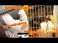 斯塔福去新家前咬亲妈，罗威纳种母意外离开犬舍，眼神依依不舍告别