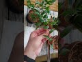 Taking Cuttings From Ficus Benjamina