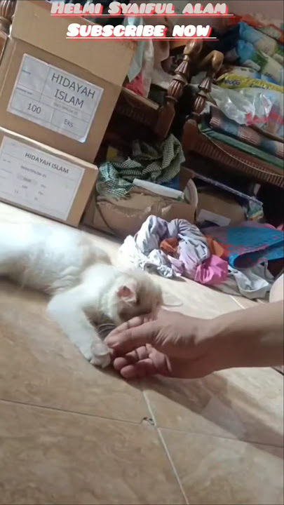Bermain koin 😻 #kitten #pets #cute #cat #amazingshorts #funny