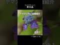 ヤマアジサイ品種紹介その1 40kara's Natural Garden #ガーデニング #ヤマアジサイ #アジサイ