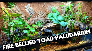 How I Built My Paludarium | Fire Bellied Toad Tank