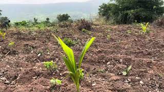 20-acre coconut farm with vegetable intercropping plan
