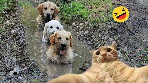 Watch the video about Funny animal videos Try Not To Laugh Cats And Dogs Videos 😁 - Best Funniest Animals Video 2024