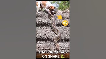 Brave Dog Fights Giant Python to Protect Home! 🐍🐶😱 #ytshorts #animals #dogvssnake #reel