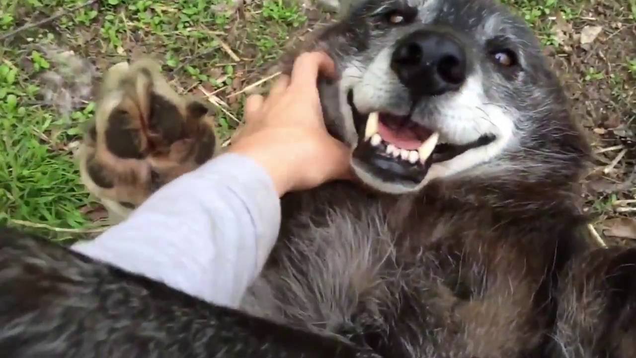 very happy wolf - YouTube