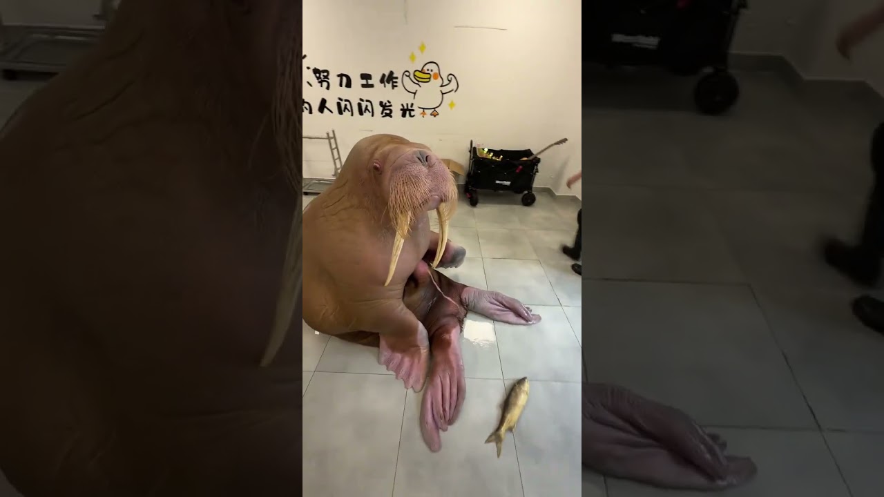 假如我偽善一輩子呢 #海象#搞笑動物#抽象動物