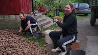 Przygotowanie ziemniaków do sadzenia w Borowskich Ciborach Rolnicy z Podlasia