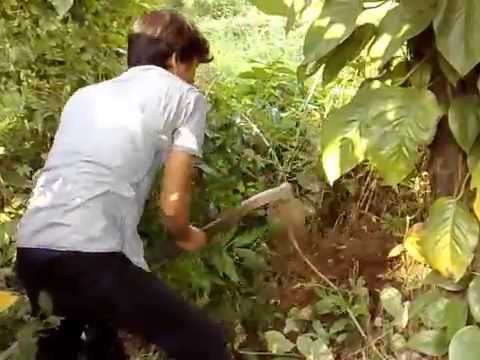 khasiat ratu rayap gundig gendon anai anai YouTube khasiat ratu rayap gundig gendon anai anai YouTube