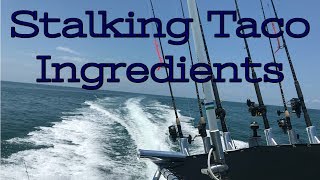 Siesta Key Fishing Charters... KILLER Fish Tacos!! Net Worth