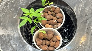 Stonerconnection is live!