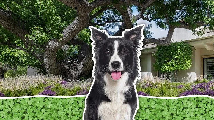 Tip 3: Spend More Time In Your Backyard (The Shed Show - Episode 4)