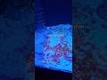 Cassiopea Andromeda (Upside-down Jellyfish) #aquariums # shorts #nature #travel