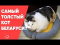 Перышко — вероятно, самый толстый кот в Беларуси