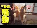 不審者騒動で柴犬が吠えまくり大変な1日になりました