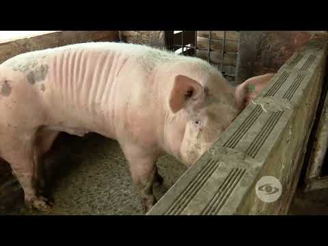 Vídeo: En China, Hay Un Cerdo Que Puede Caminar Sobre Dos Patas - Vista Alternativa