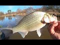 Texas white bass run 2023 has begun white bass fishing tips