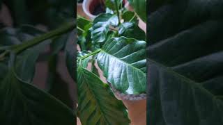 شرح مفصل عن العنايه بشجرة البن ( القهوة)  how to care for coffee plant