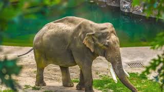 كم يبلغ طول خرطوم الفيل؟؟ من يعرف