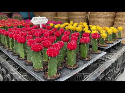 เดินเล่นจตุจักร | ตลาดต้นไม้จตุจักรวันอังคาร ChatuChak Tree Market on Tuesday