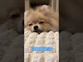 ねむねむなポメラニアン