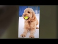 Paws Pals Pet Resort January 2017 Paws Pals Pet Resort January 2017
