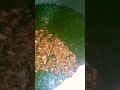 طشه الملوخيه الخضراء
