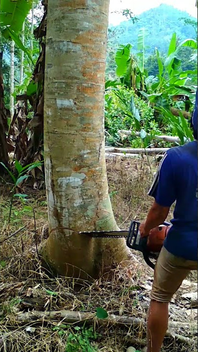 Cara menebang pohon yang benar