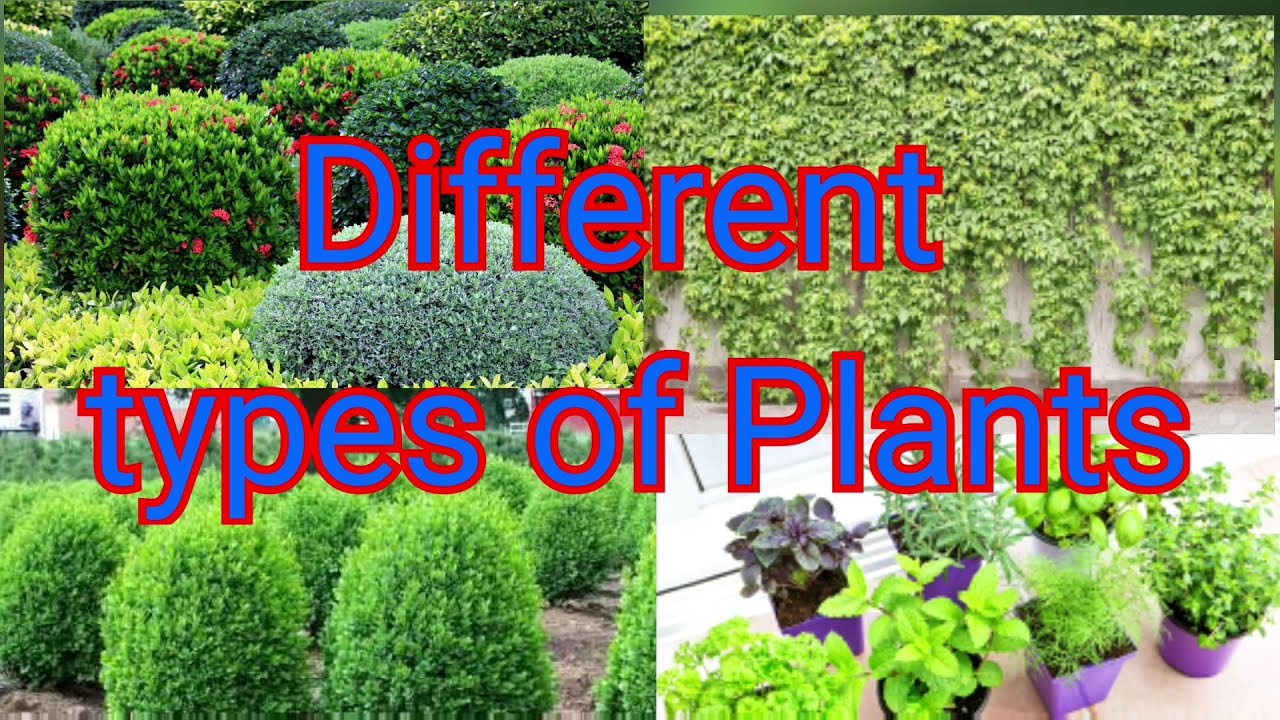 Different Types of Plants Shrubs, Herbs, Climbers and creepers YouTube