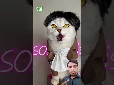 Attack on Titan cat cosplay #levi #leviackerman #aot #anime #cats #gaaracosplay #projectakon