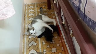 Big Sister playing With Me, But I Hate Her. Black Kitten Said 😫😫 by Oops Meow 98 views 2 years ago 44 seconds