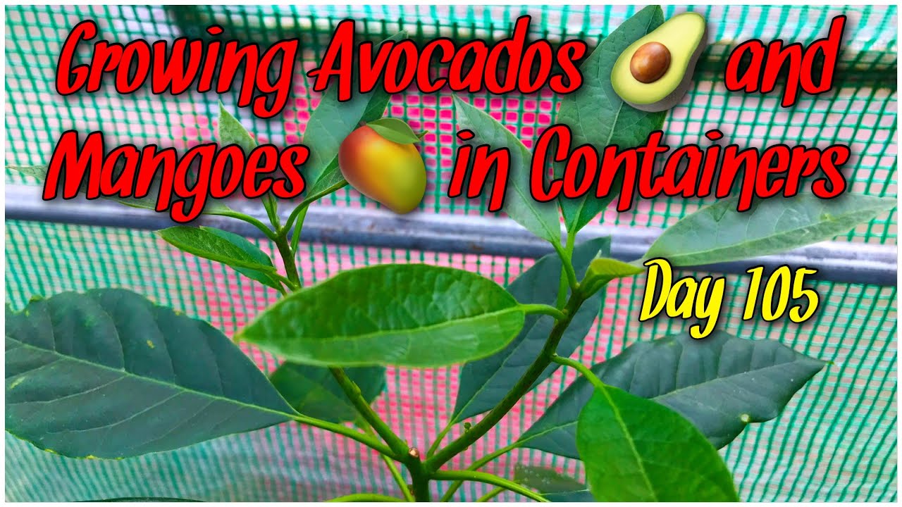 Growing Avocados and Mangoes in Containers Day 105 YouTube