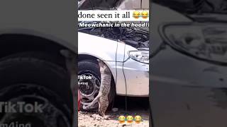 cat fixing car! #cat #fypage #followme #fypp #fypシ゚viral #fypyoutube #mechanic #cars #cats #viral