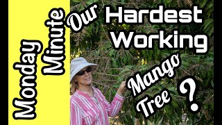 Monday Minute- Our Hardest Working Mango Tree?