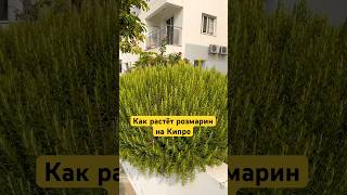 Как растёт розмарин #кипр #жизньнакипре