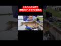 ひっそりとした溜め池でかなりデカいヘラブナが釣れた #へらぶな釣り #釣り #茨城県