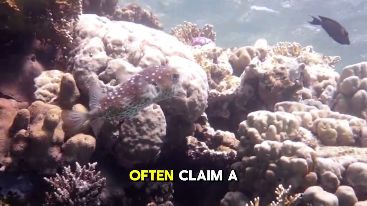 Calm Narration: Angelfish and Reef Life