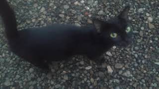 Black Cat with Golden Eyes screenshot 5